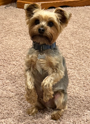 A dog, Dachshund/Shih-Tzu mix, lays on her side with her hind legs tilted up against the back of the couch she is laying on.