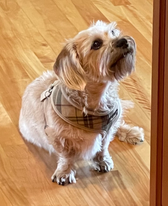 A dog, Dachshund/Shih-Tzu mix, lays on her side with her hind legs tilted up against the back of the couch she is laying on.